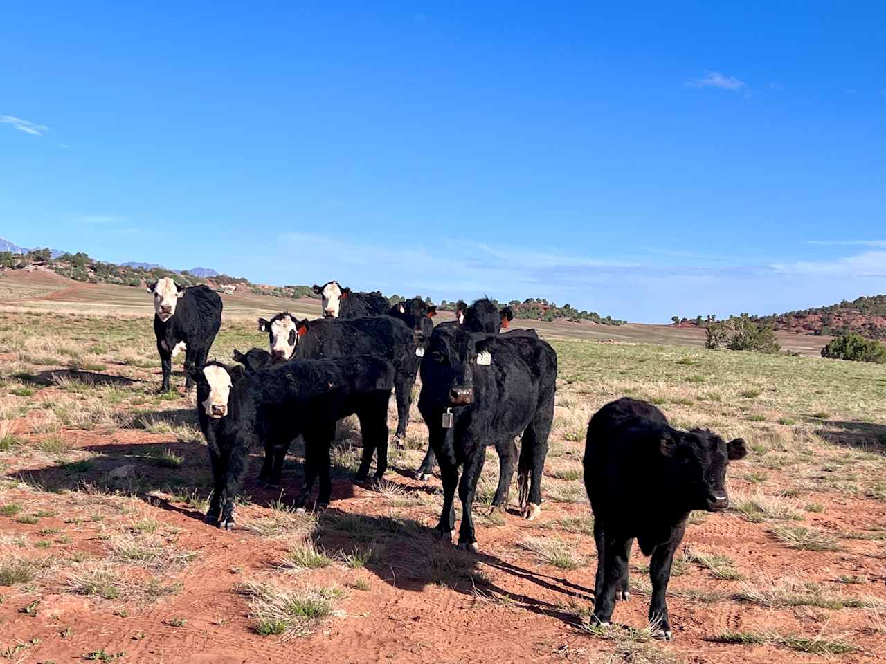 Zion Wright Ranch Eco-Camp
