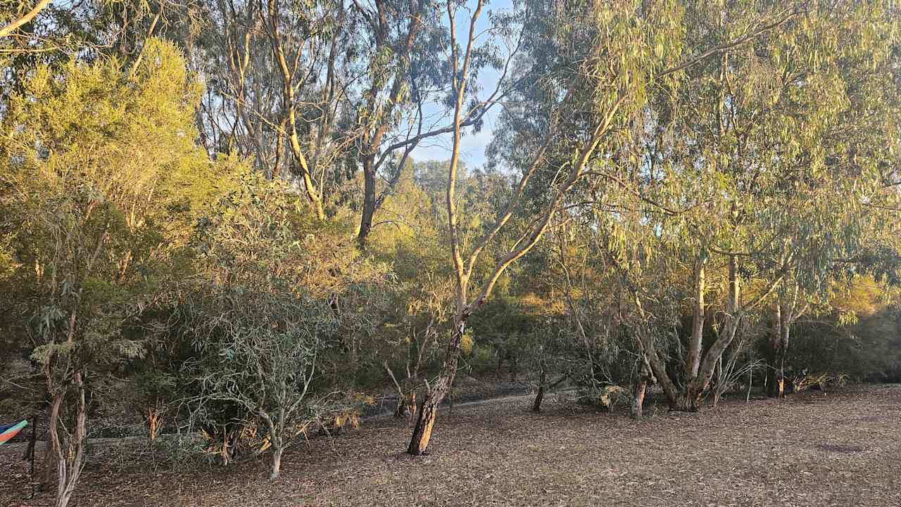 Olive Farm