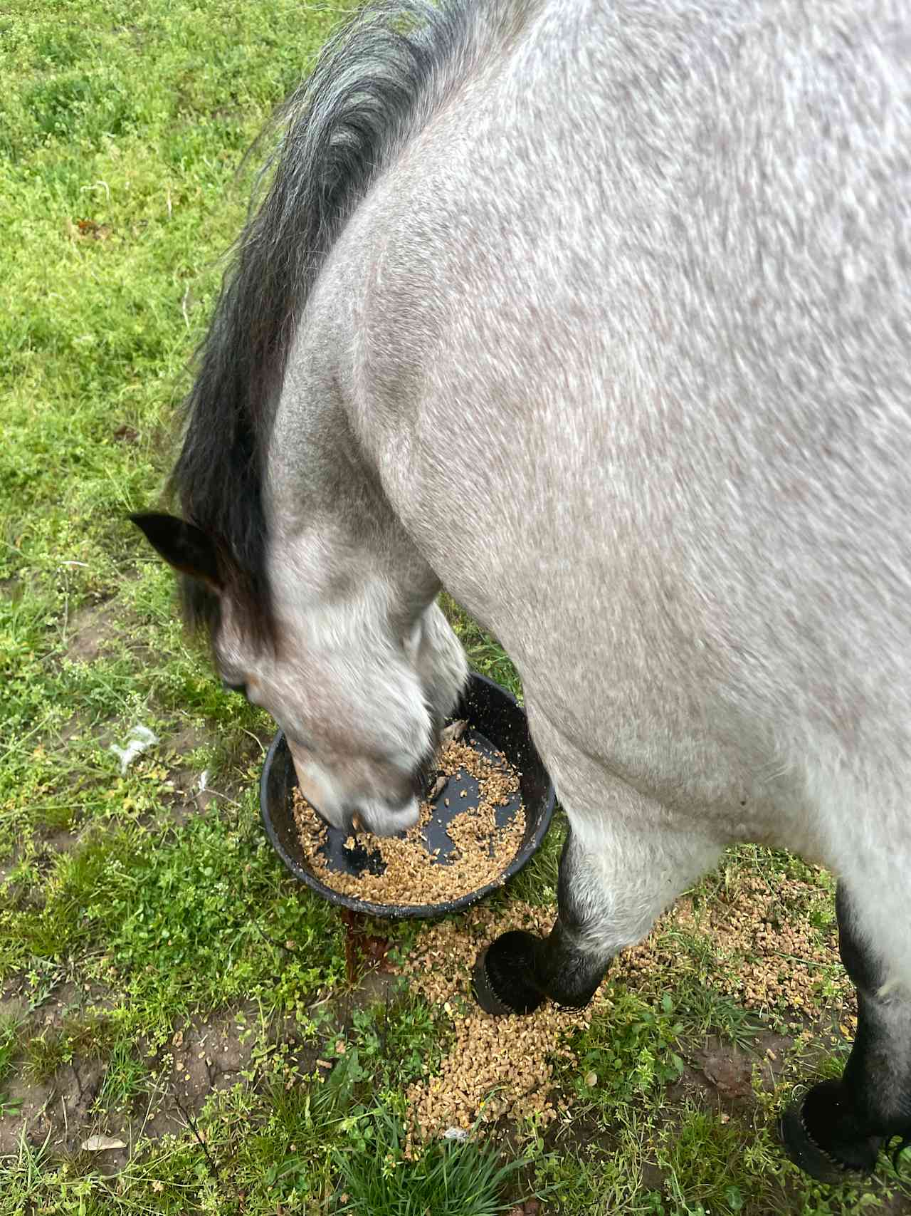 Warriors o' Rainbow Horse Sanctuary