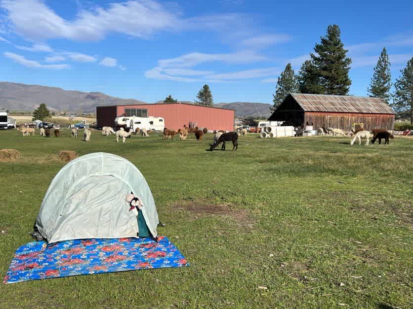 L.Davis Ranch and Olde LYFE Alpacas
