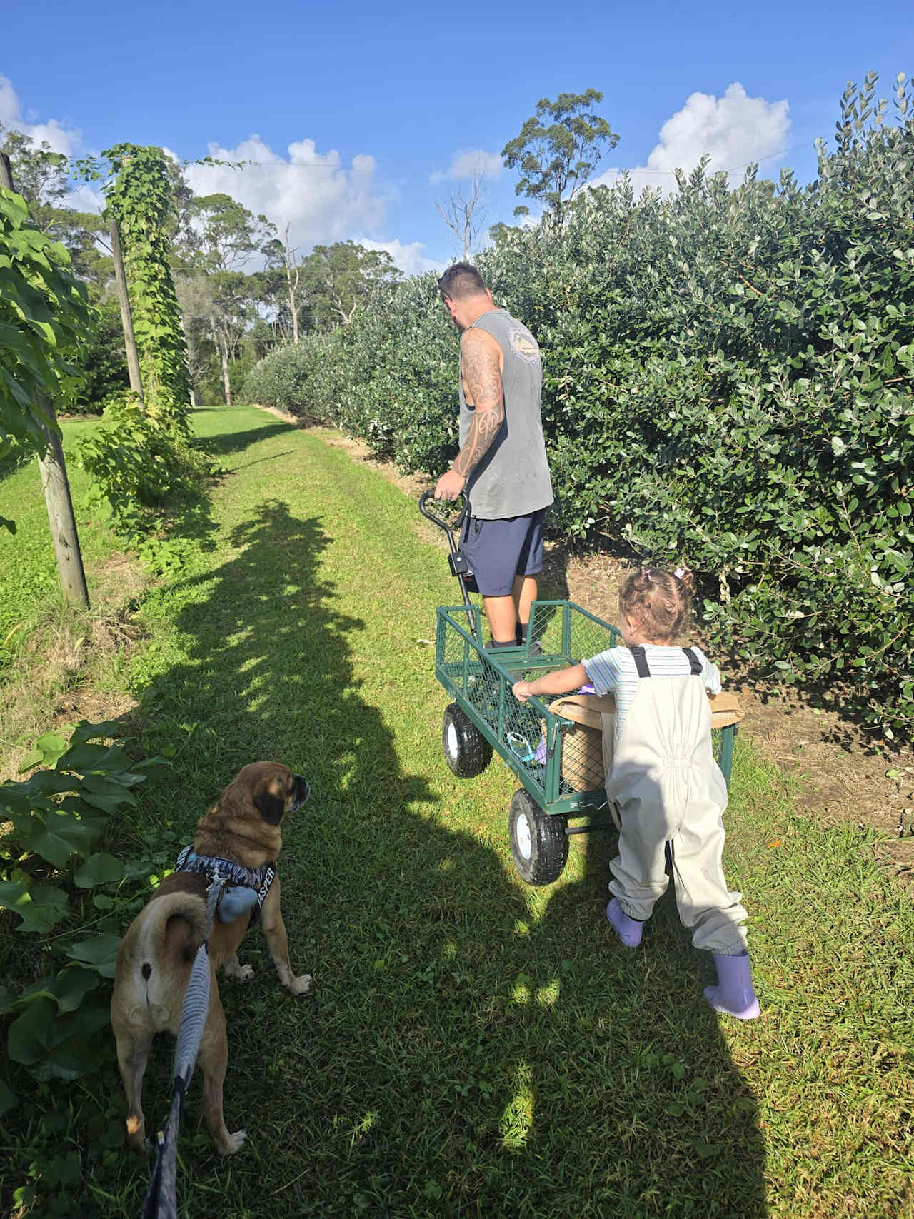 FEIJOAS