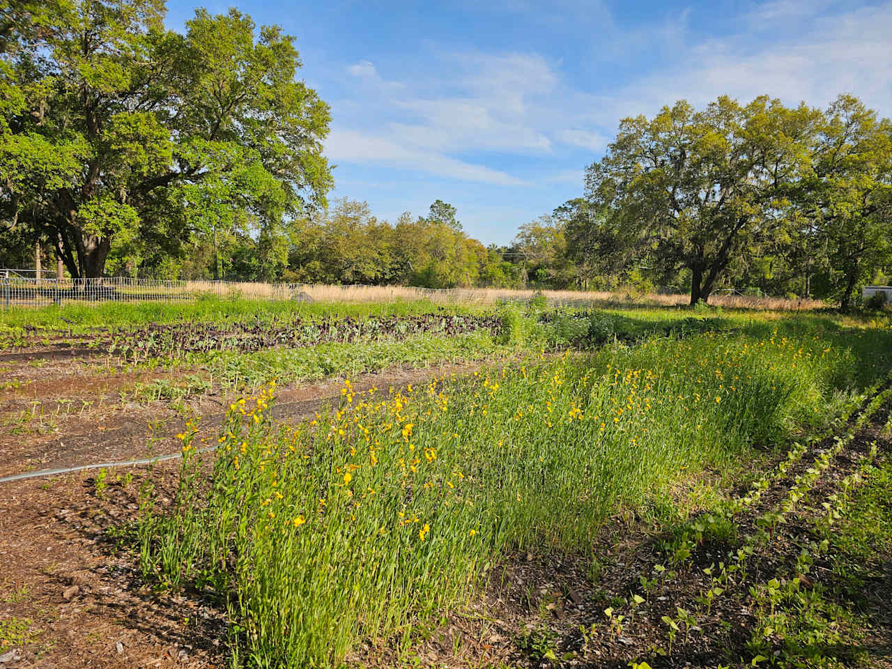 Oceanside Organics Farm