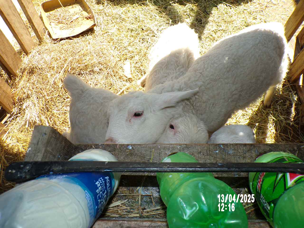 Bottle fed lambs
