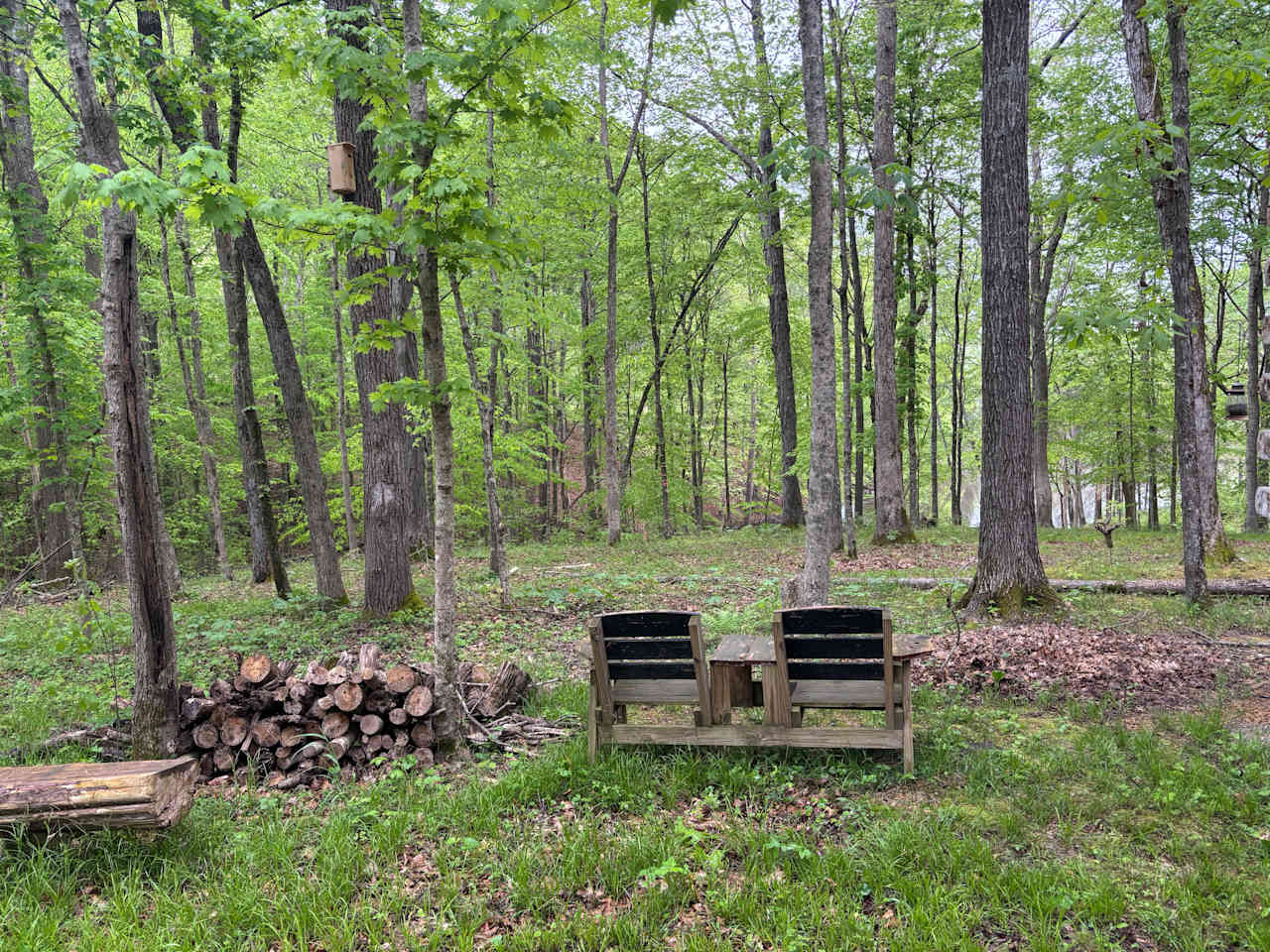 Wood duck cabin