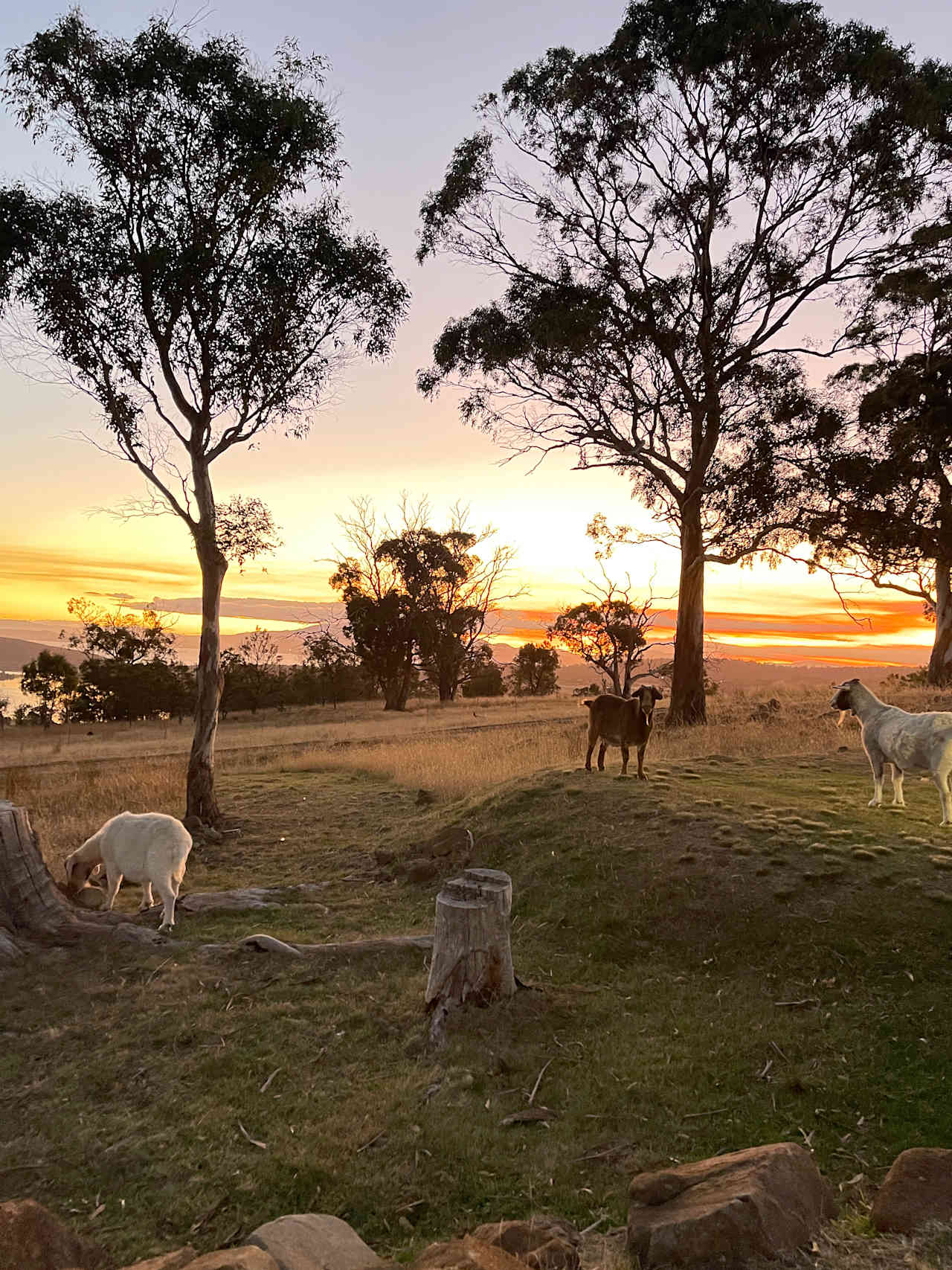 Bomana - Bushland Delight with Breathtaking Views