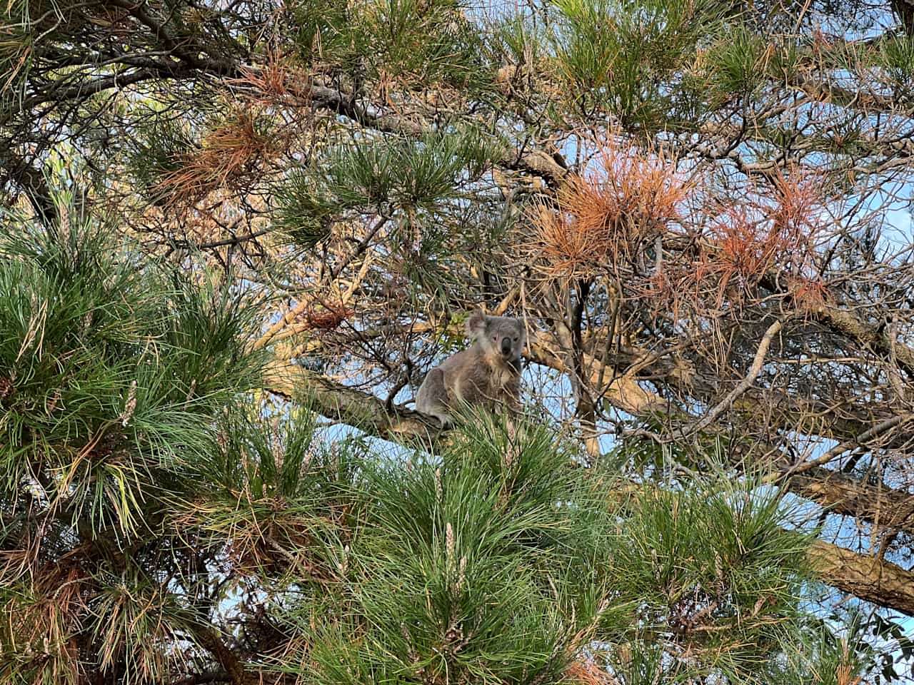 Koala