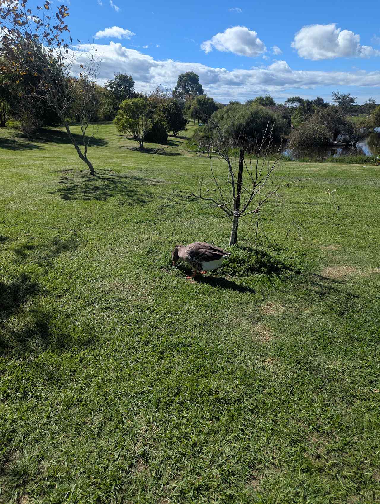 Twisted Willow