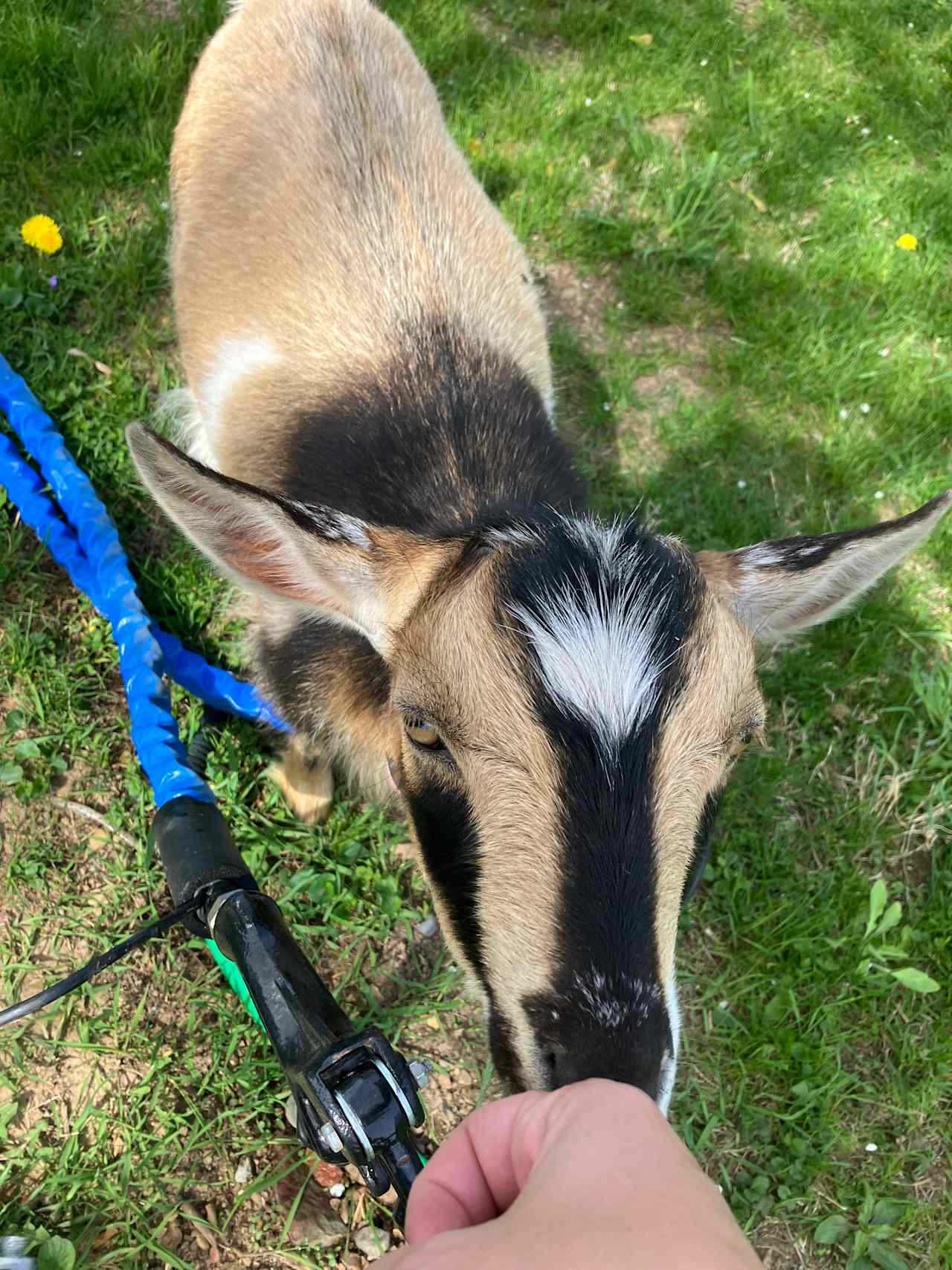 Goats!!