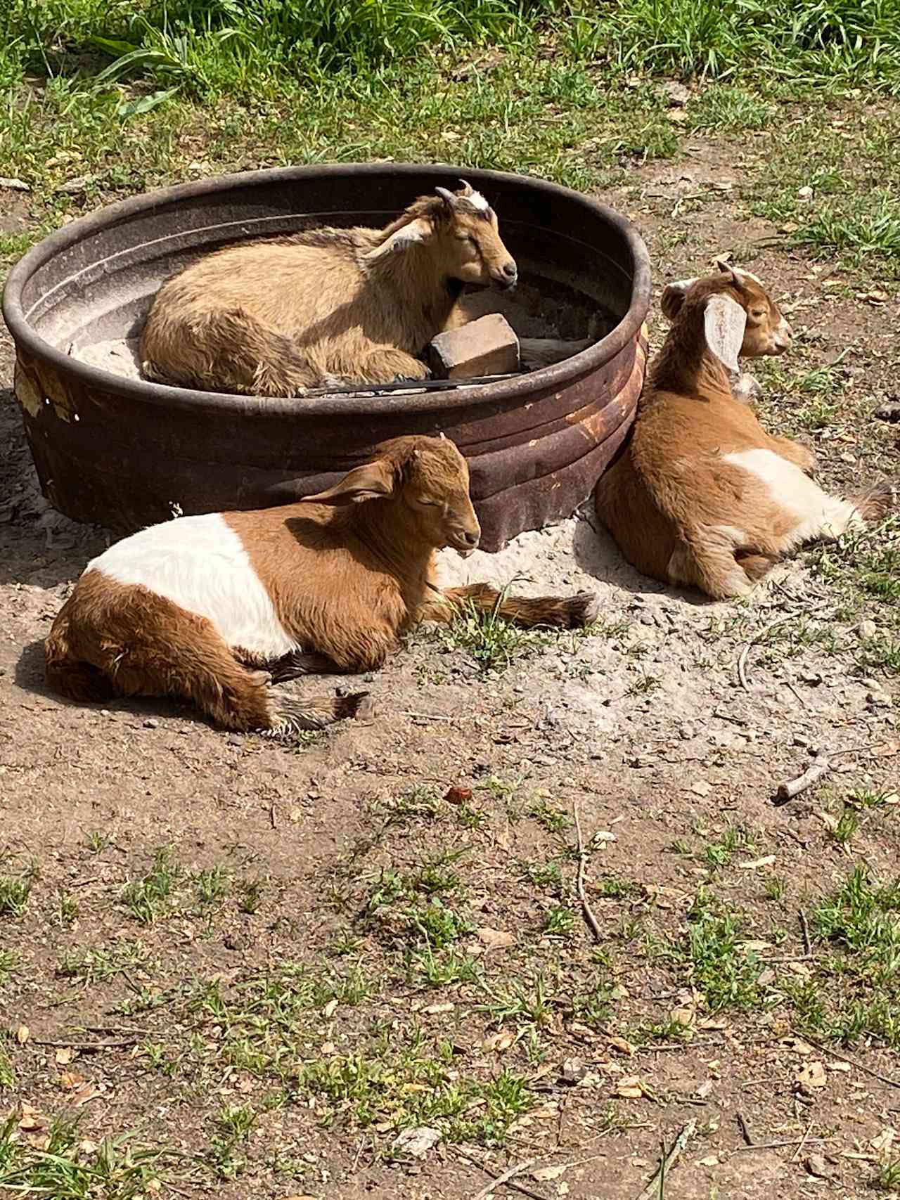 Baby goats just hanging out at the campfire ring. 