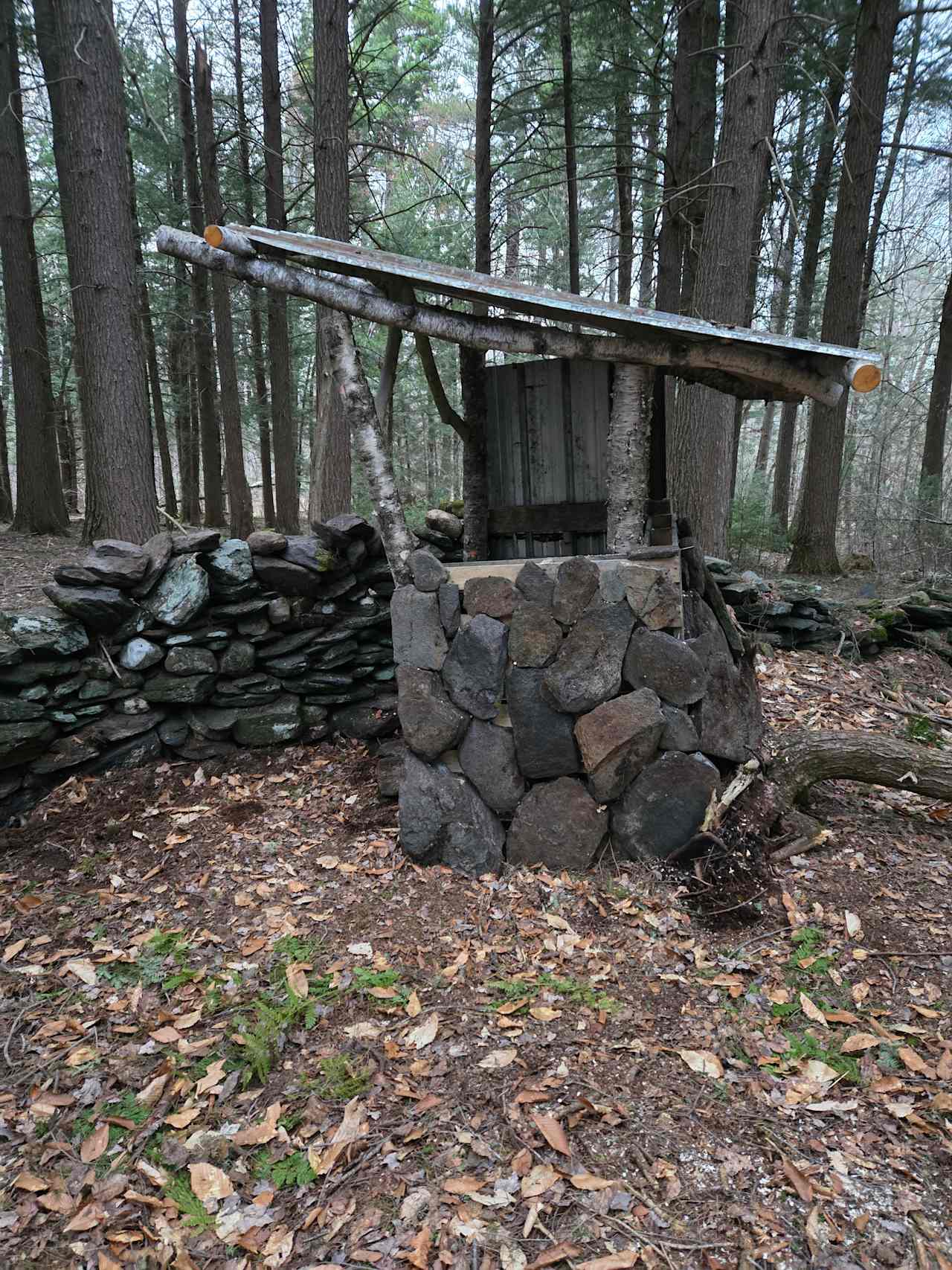 Thornback Wood