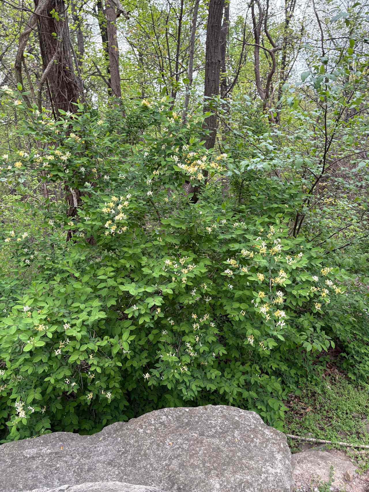 Bears Den Campground