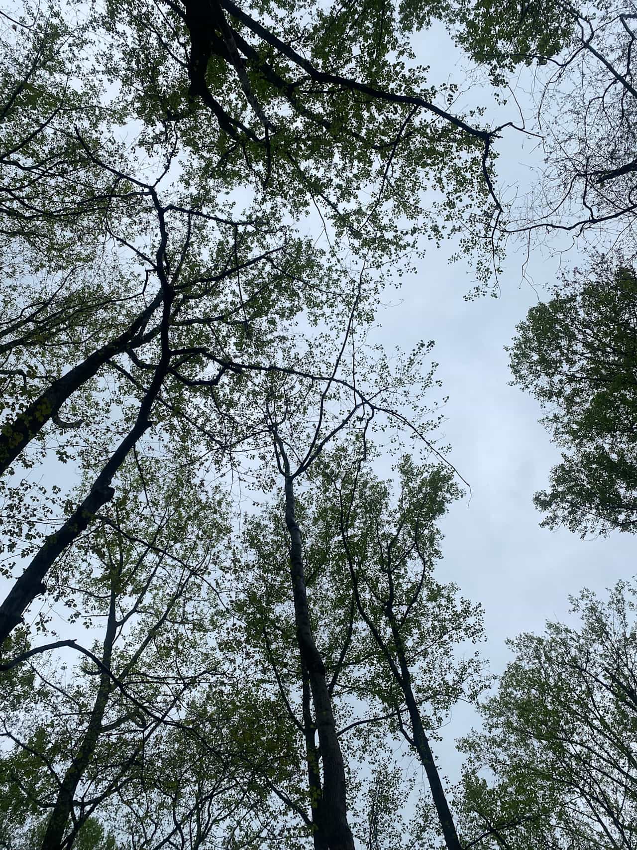 Scenic Turtle Ridge