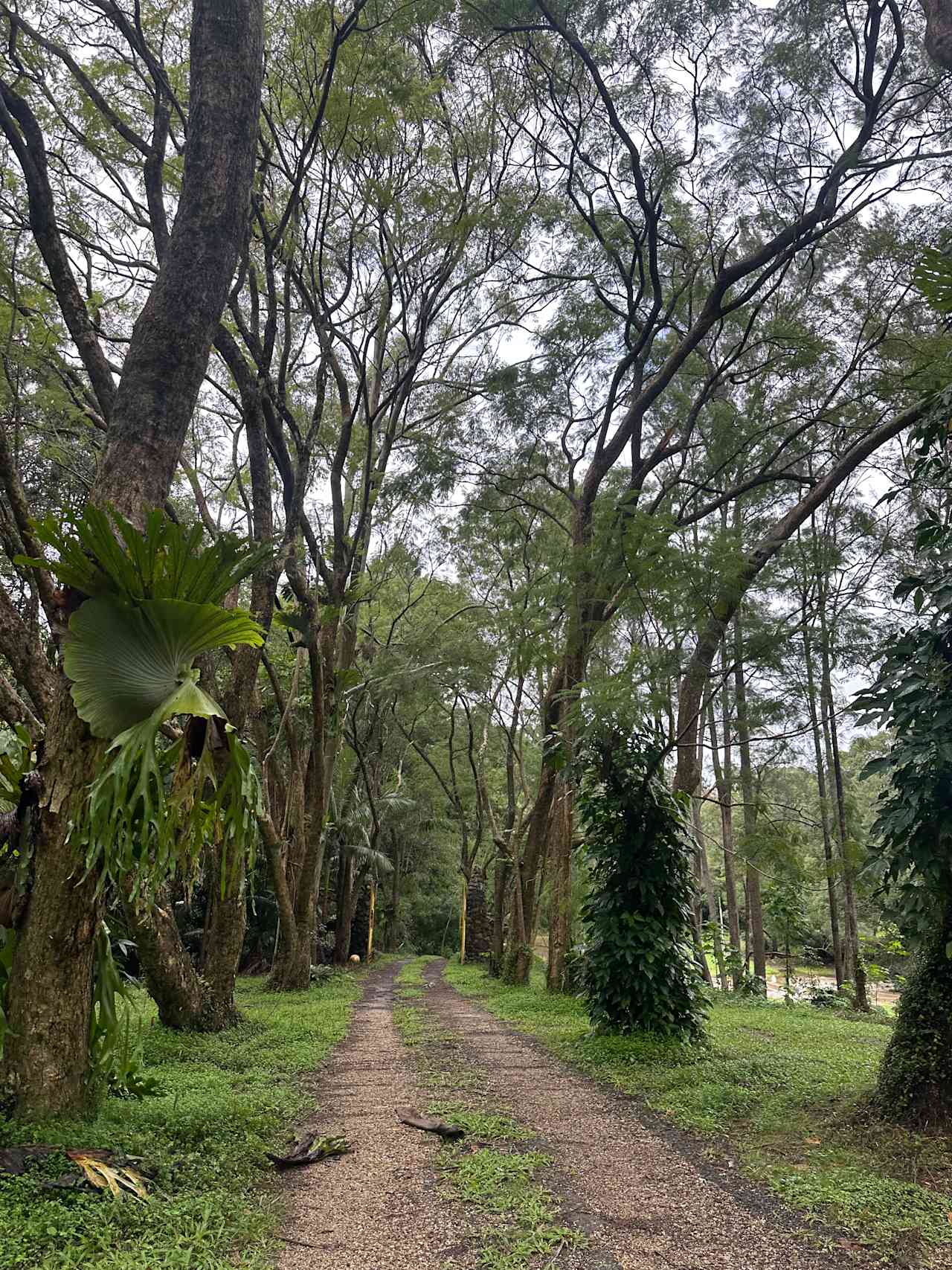 Tallebudgera Veg Sanctuary.