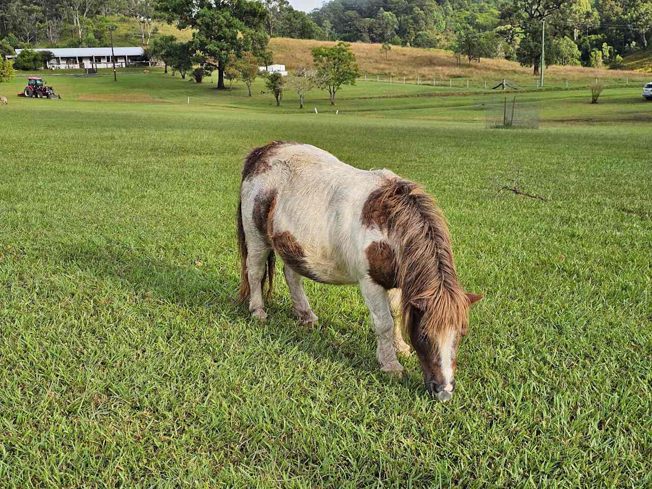 Altamira Along Bakers Creek