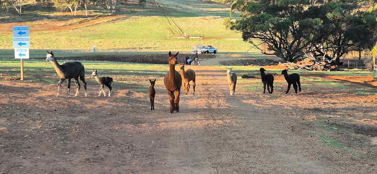Sandalwood Downs  Farm Stay Toodyay