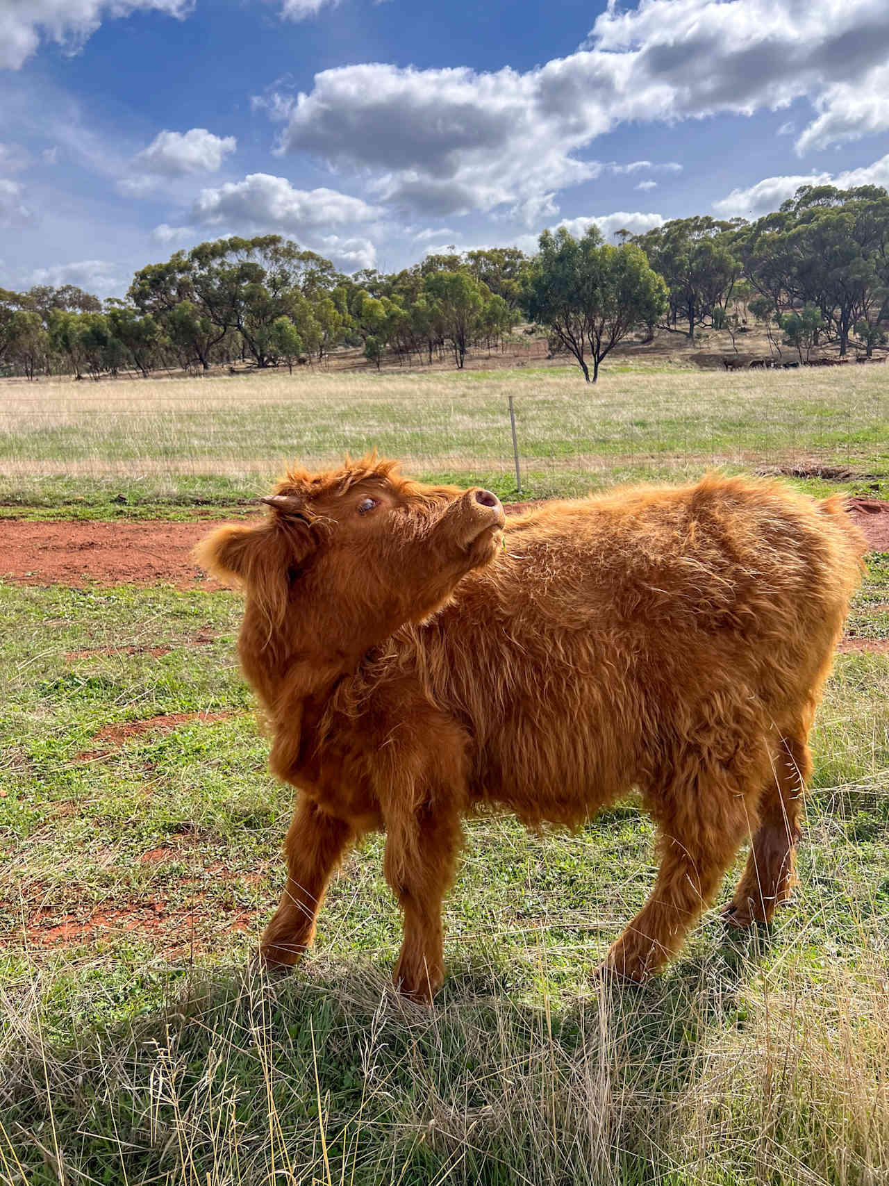 Sandalwood Downs  Farm Stay Toodyay