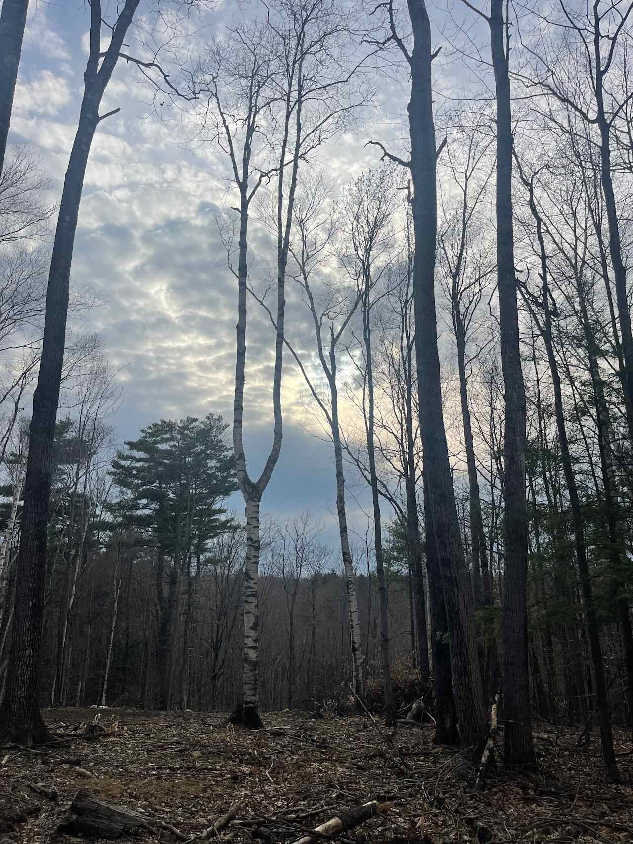 Deep Woods Hideaway