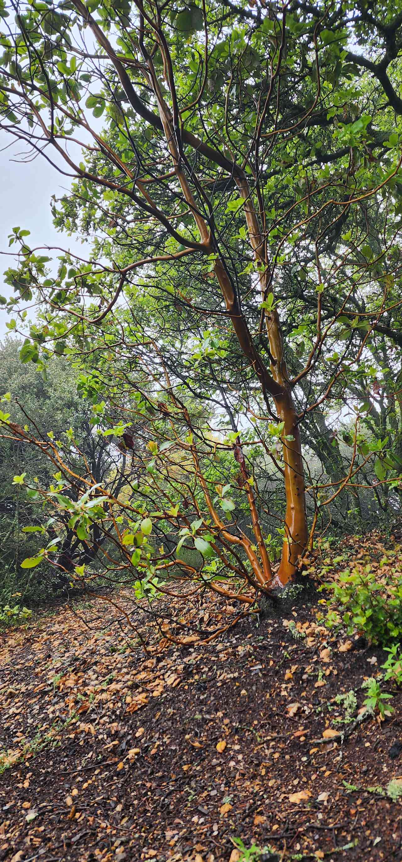 One of many gorgeous manzanitas