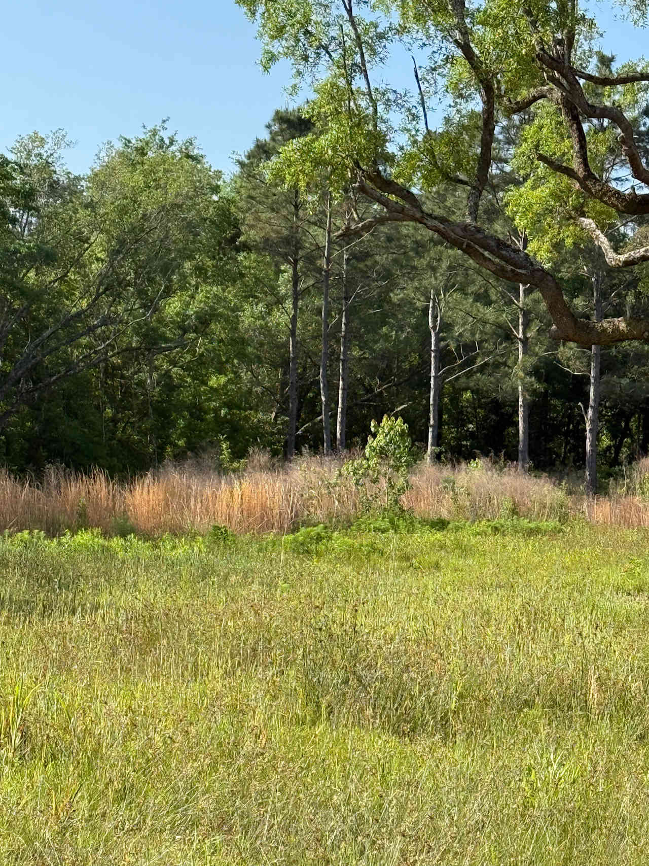 Garcon Live Oaks