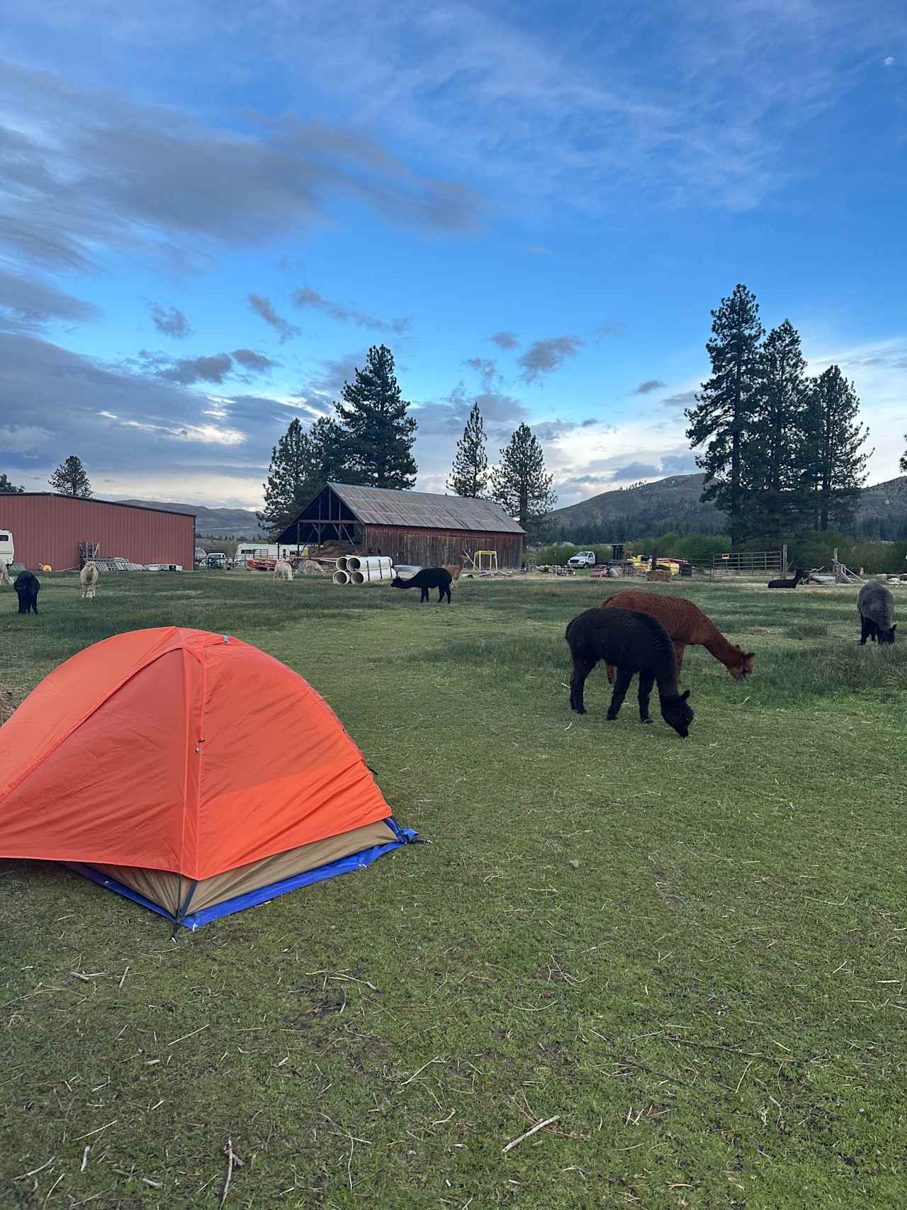 L.Davis Ranch and Olde LYFE Alpacas