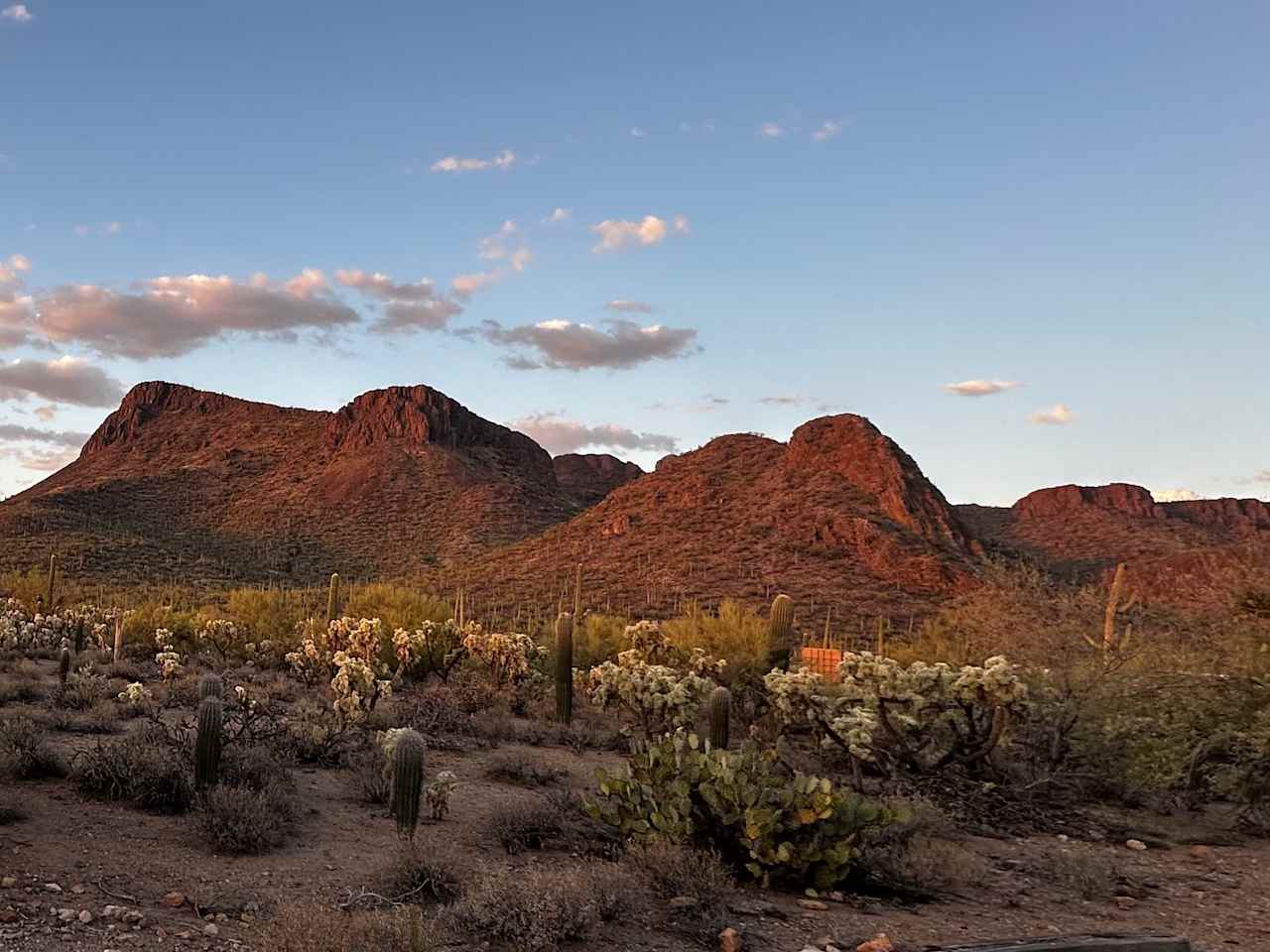 Saguaro national monument west