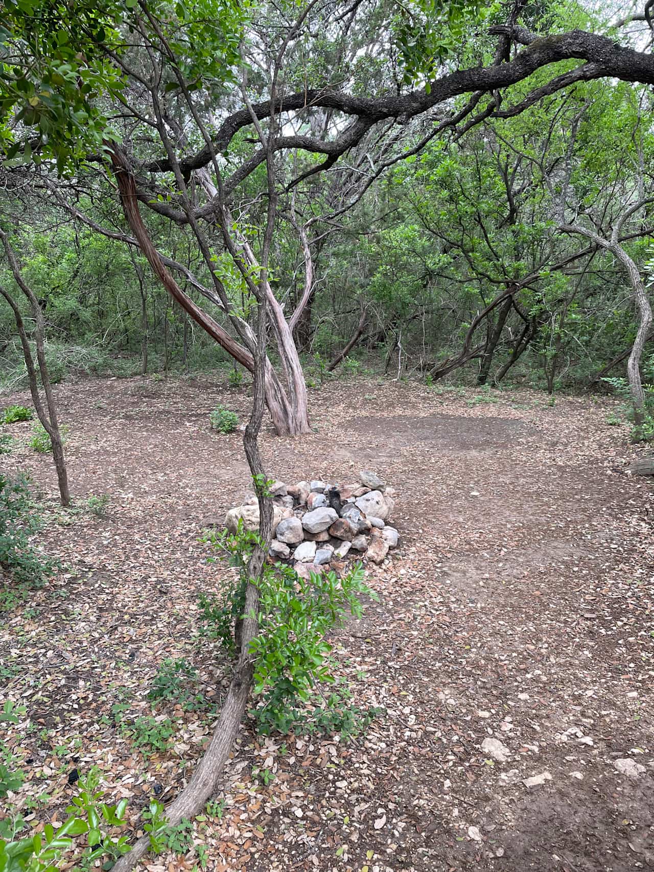 Lost Woods