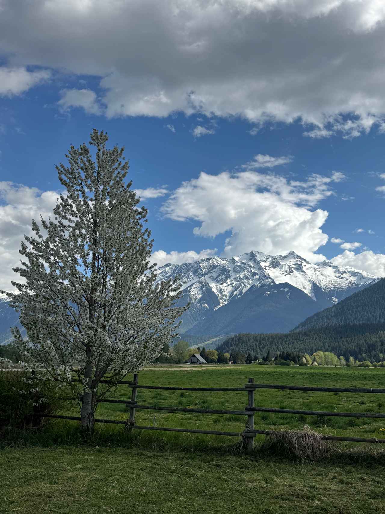 Cheery Blossoms in front of Mount Currie