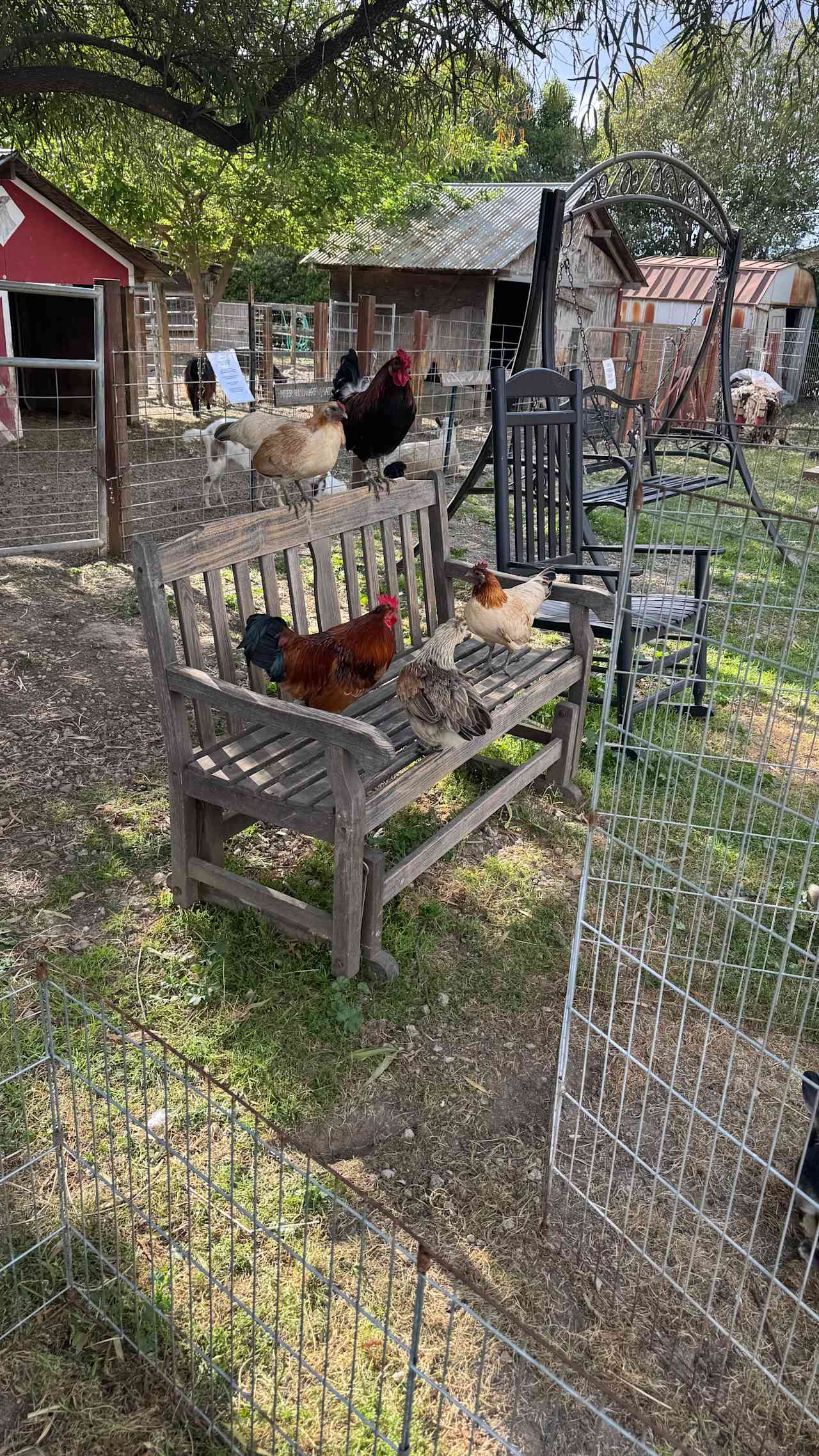 So many chickens! 