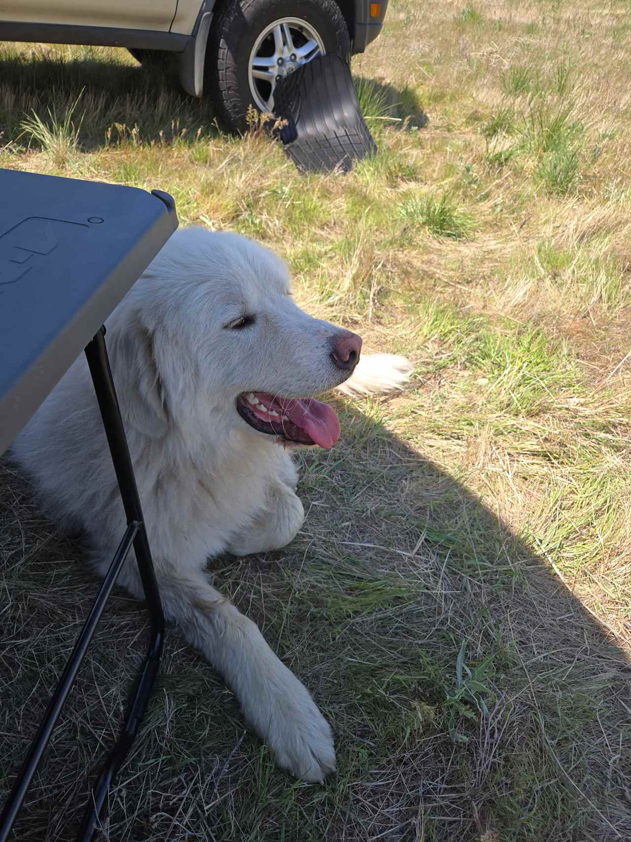 Jack in patrol mode 😂