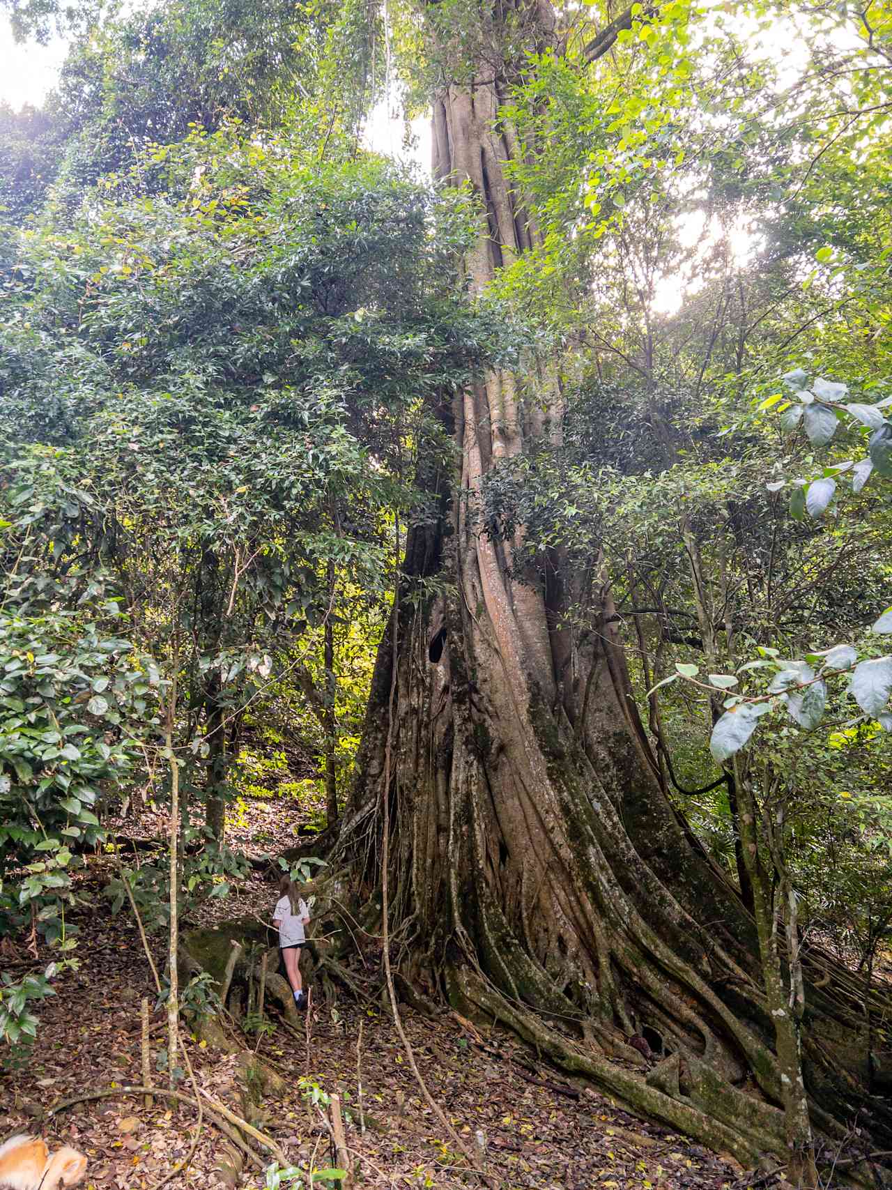 Big fig