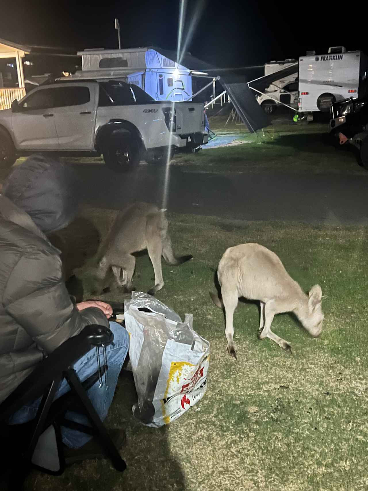 Our evening visitors! Very friendly! 