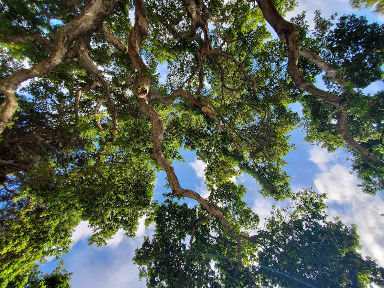 Under the oak