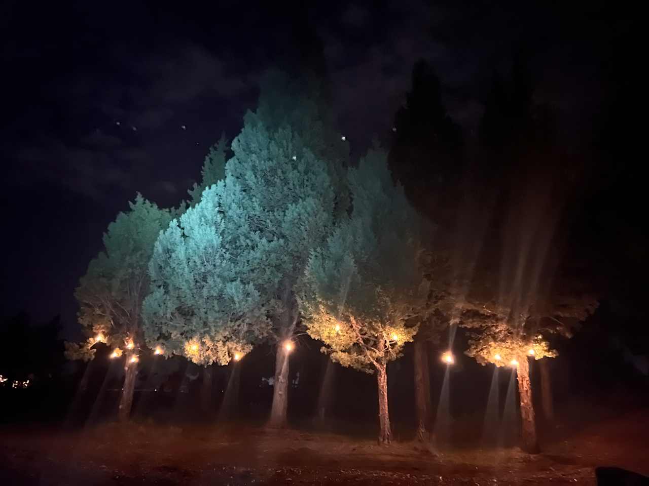 Lights we strung in the junipers at the site. 
