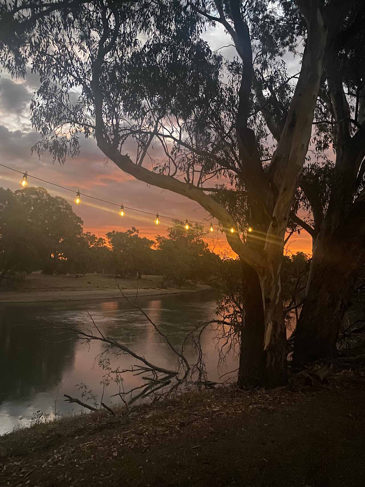 Palm Cove On The Murrumbidgee