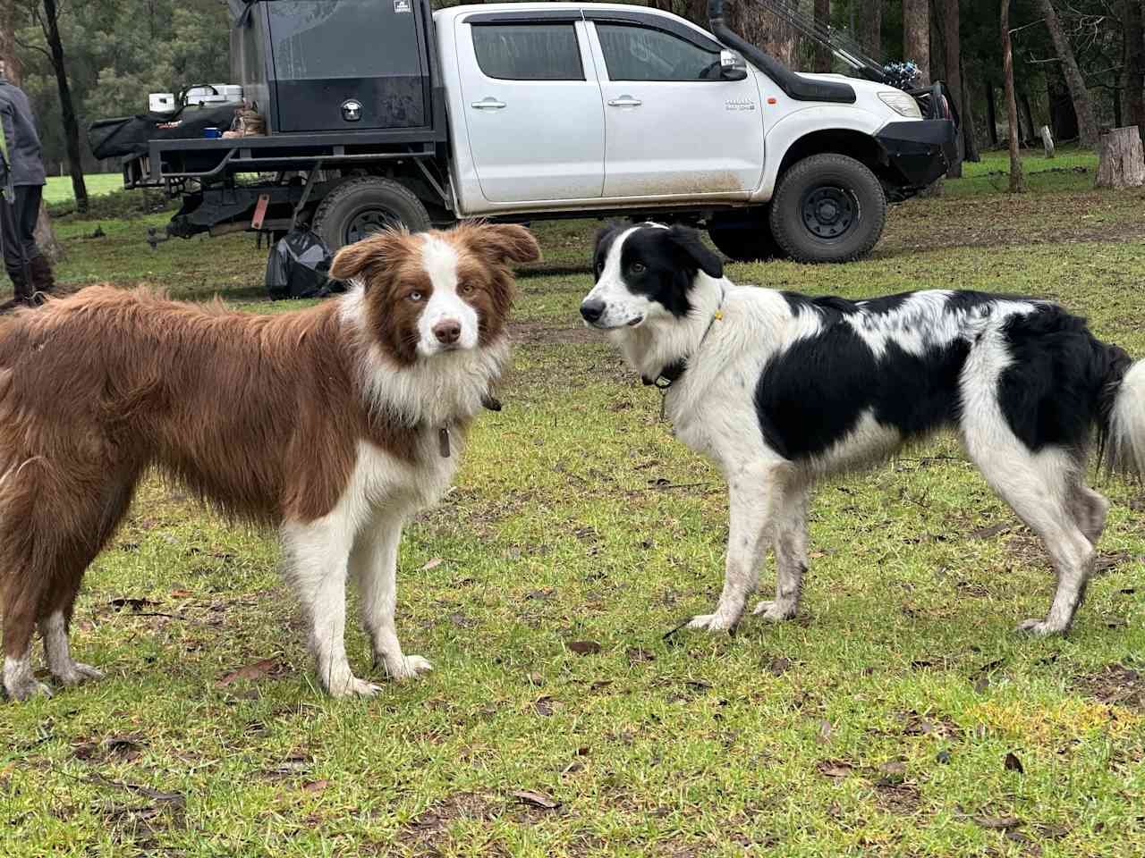 Bruthen Creek Pastoral Farmstay
