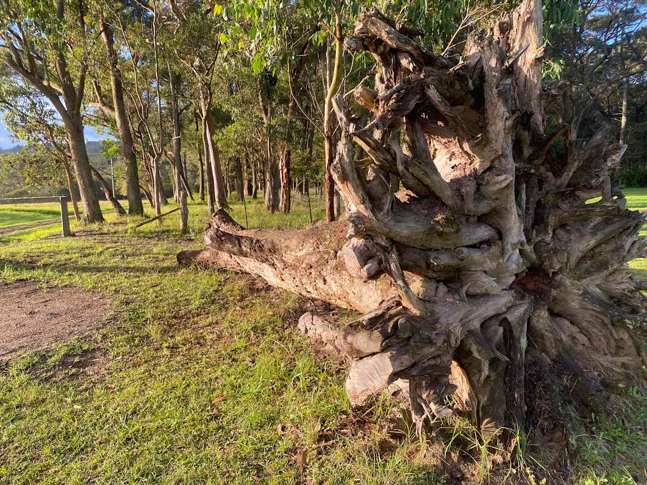 The incredible forms of nature