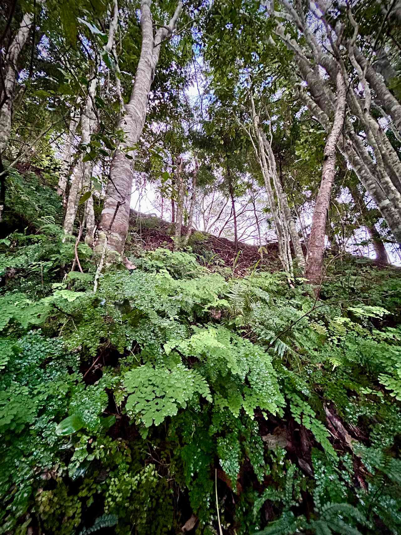 Unexpected rainforest pockets along the creek