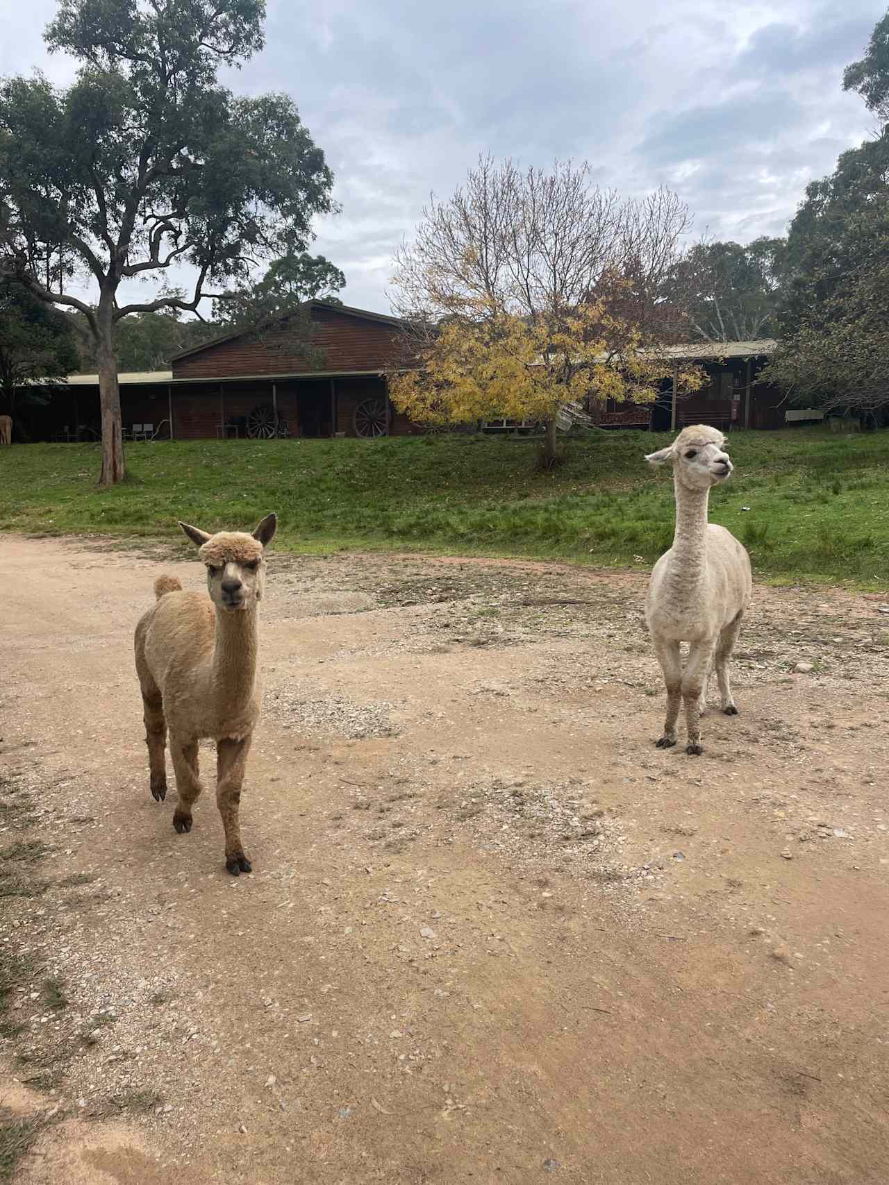 Megalong Valley Farm