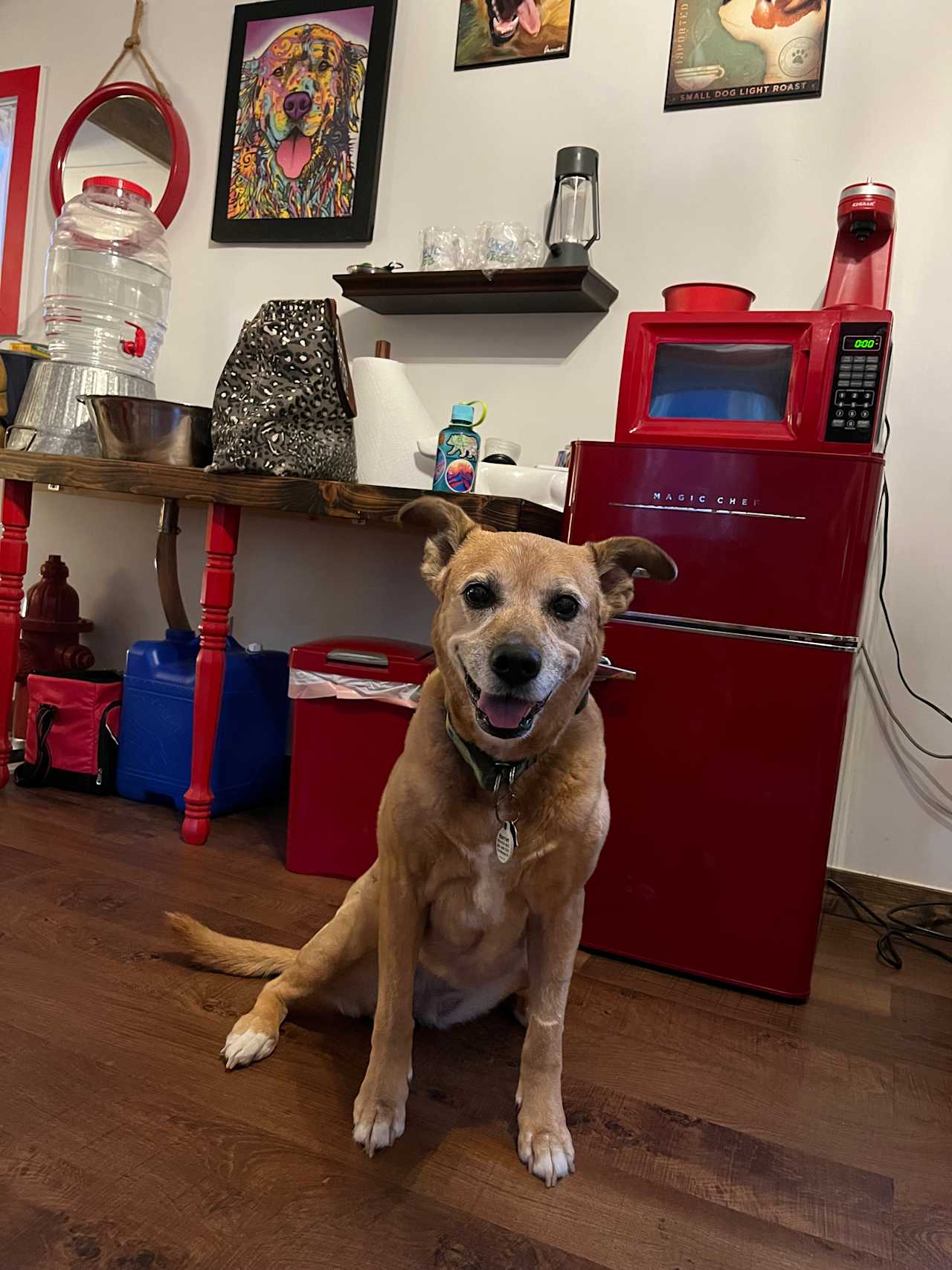 Harriet the golden mix thought all the decor was picked out just for her! The kitchenette was nice to have.