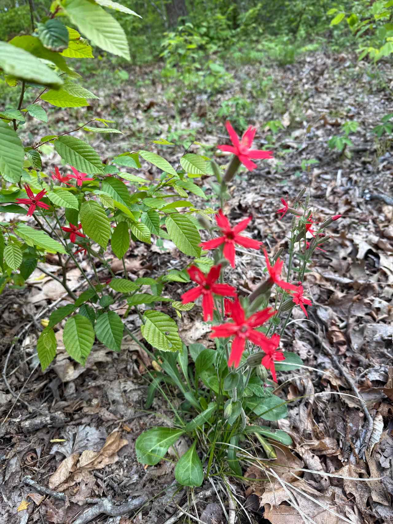 Lionsgate Campground