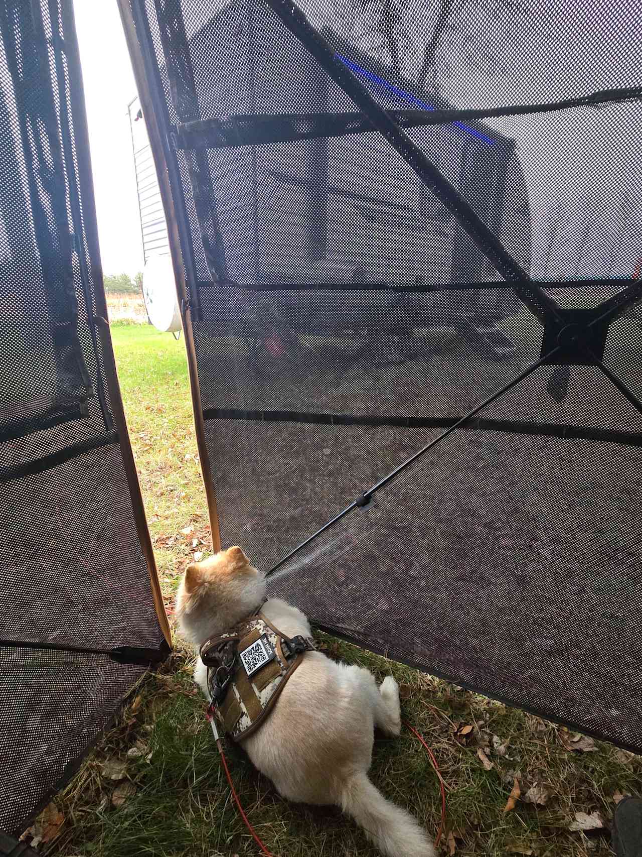 The guard dog! Lol