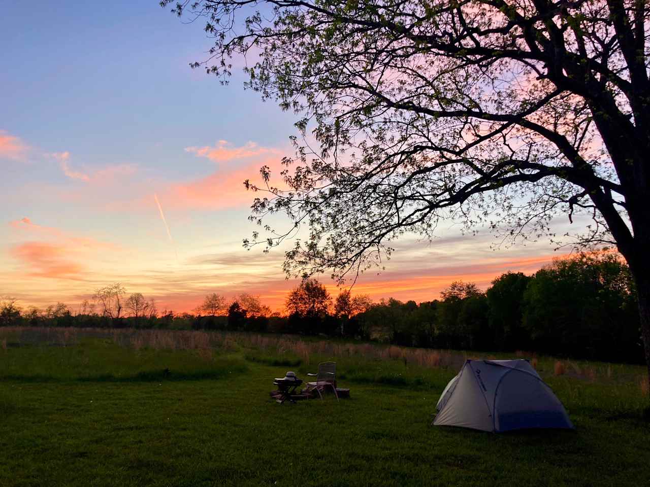 Site- Under the hickory tree