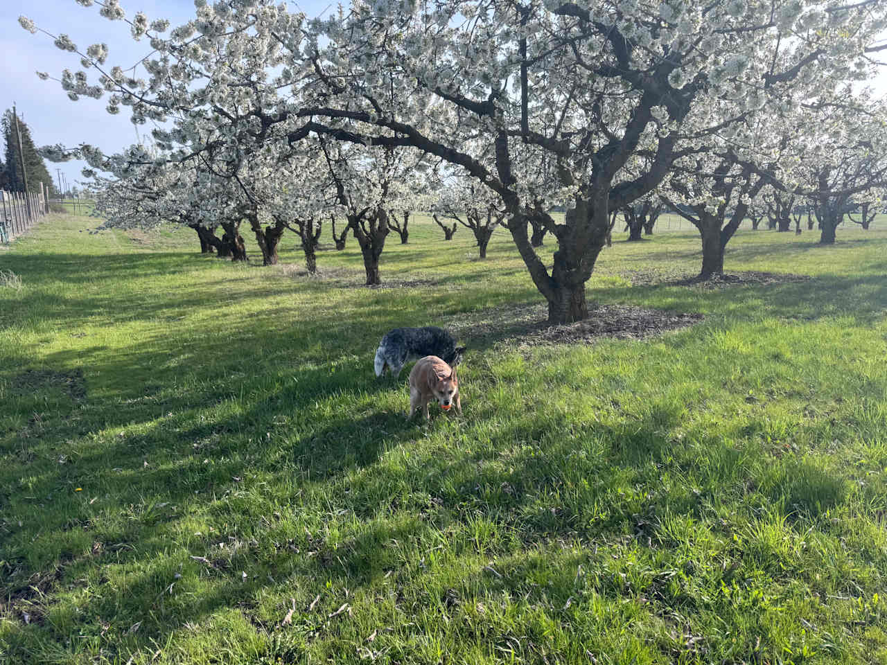 Nàdair Orchard