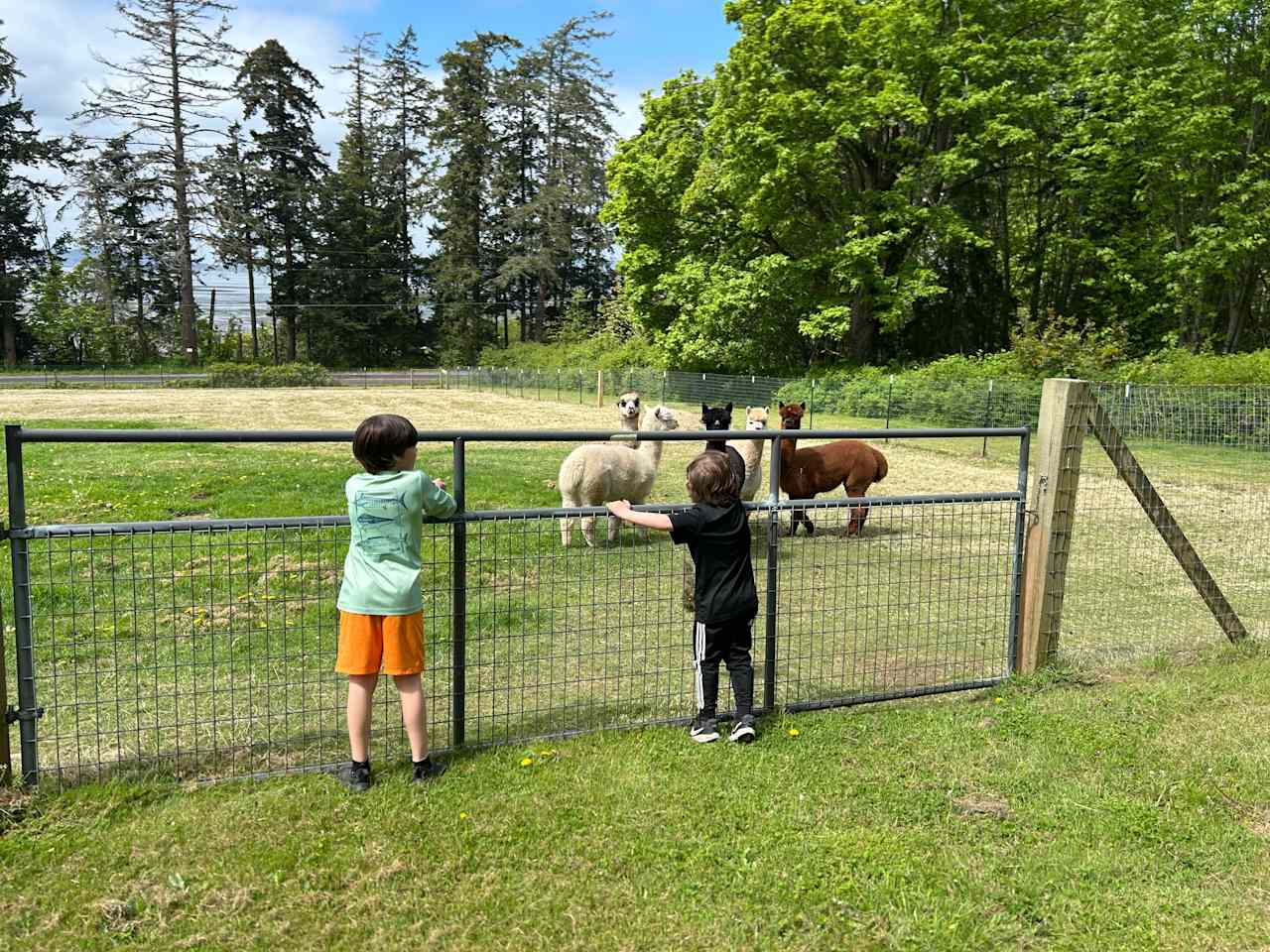 Bayview Alpacas