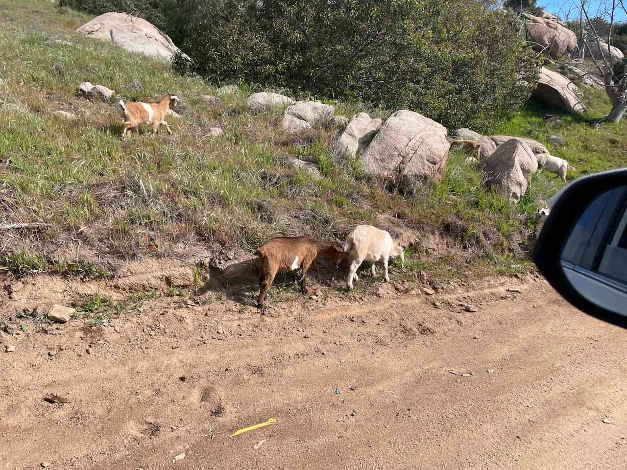 Baby goats! 