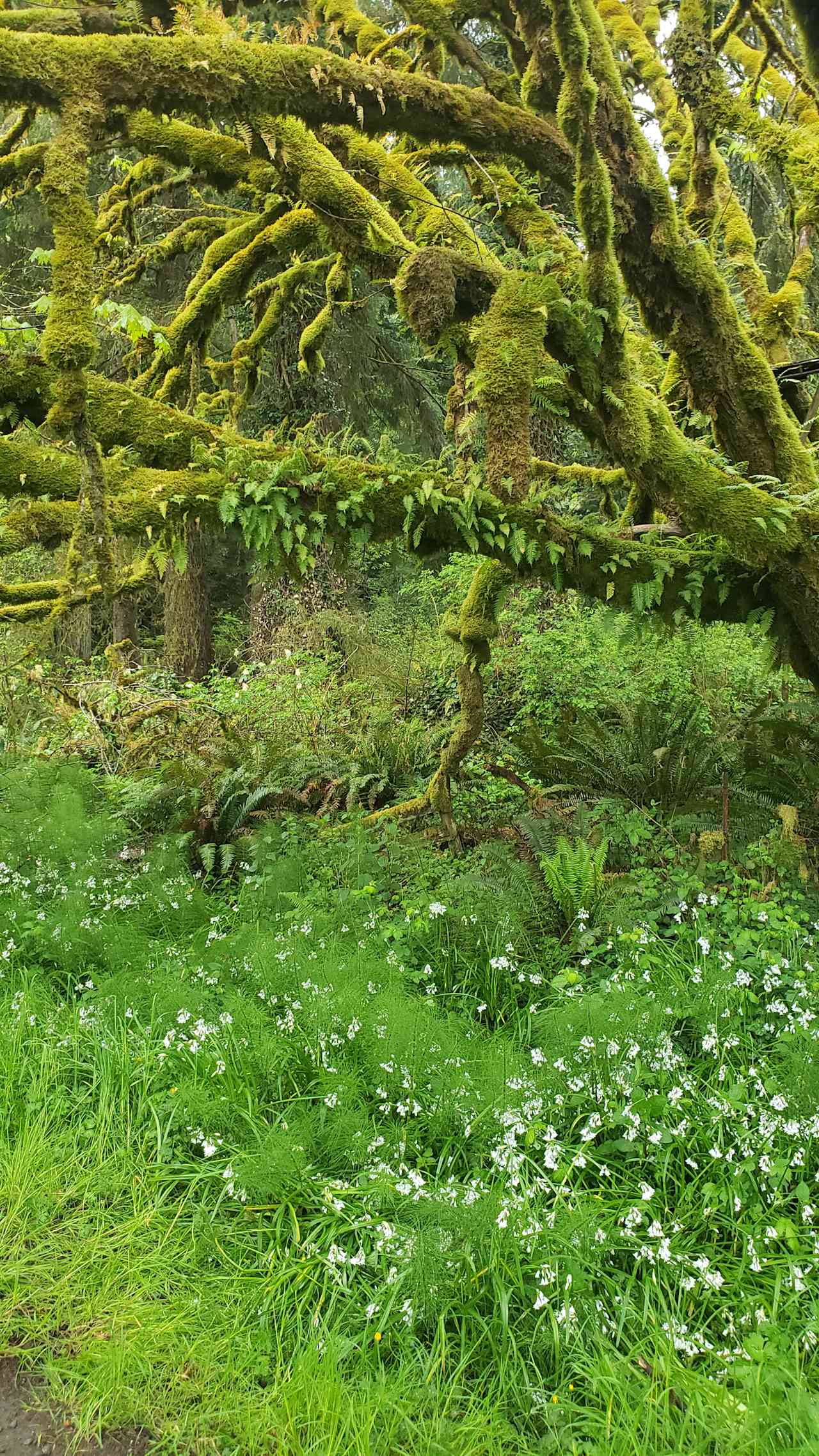 Little Haven Gardens