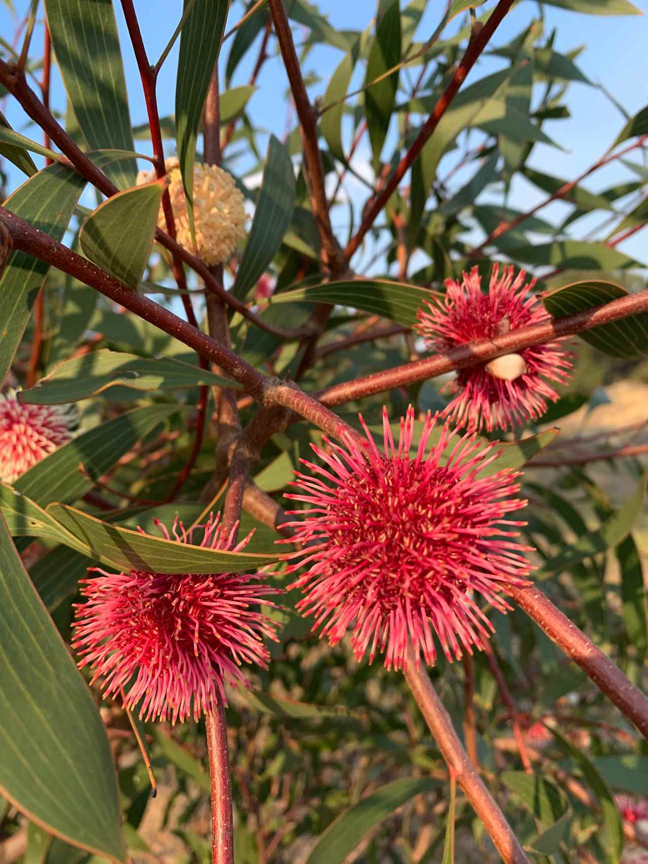 Rose’s Reserve