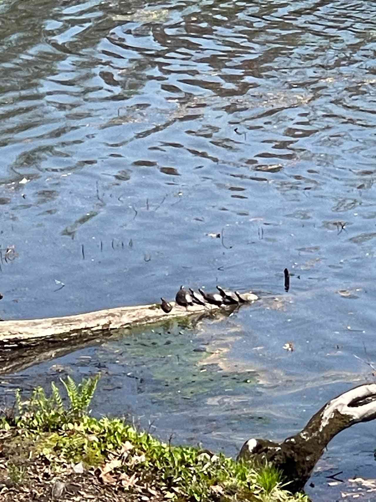 Inlaw Apt @ River w/ Swans, Eagles
