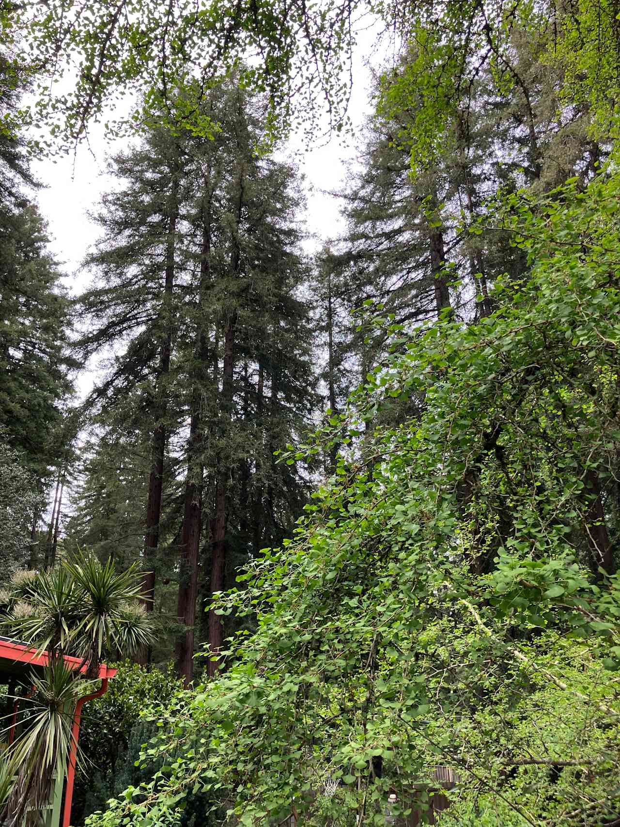 Cozy Cottage in the redwoods