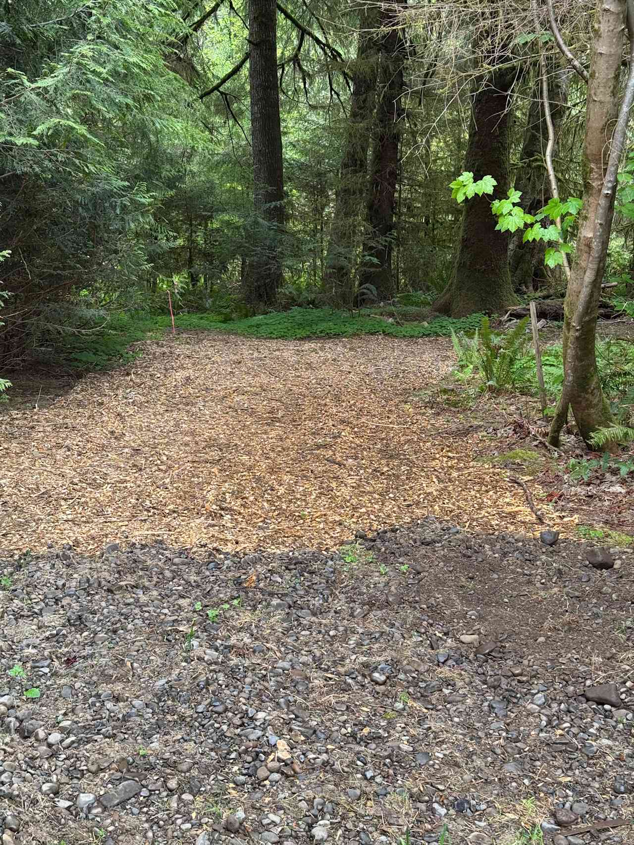 Rainforest glade by the river